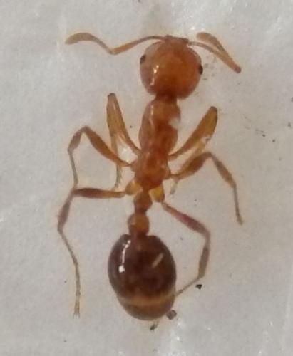 Réf. 206 753 : Solenopsis sp.